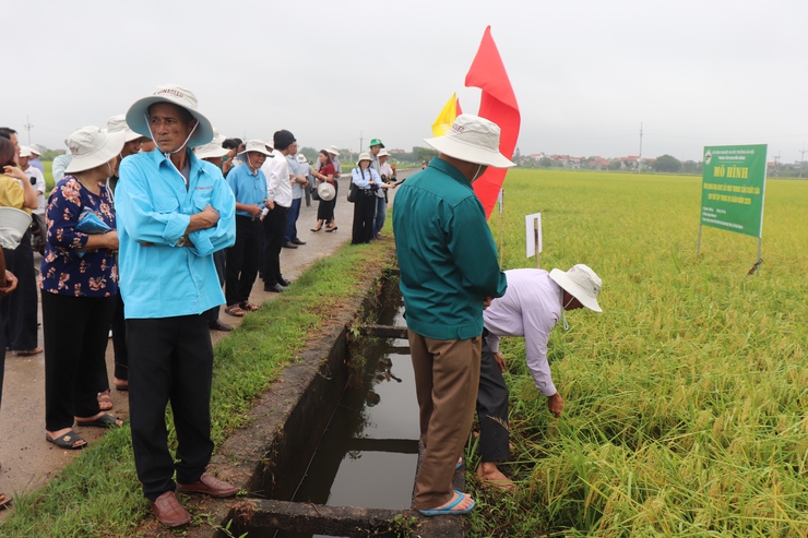 Hội nghị đánh giá kết quả thực hiện các mô hình sản xuất lúa vụ xuân năm 2026- Ảnh 6.