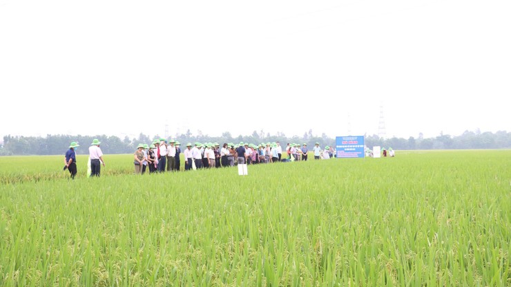 Trung tâm Khuyến nông Hà Nội tổ chức kiểm tra, đánh giá mô hình sản xuất lúa vụ xuân năm 2026- Ảnh 4.