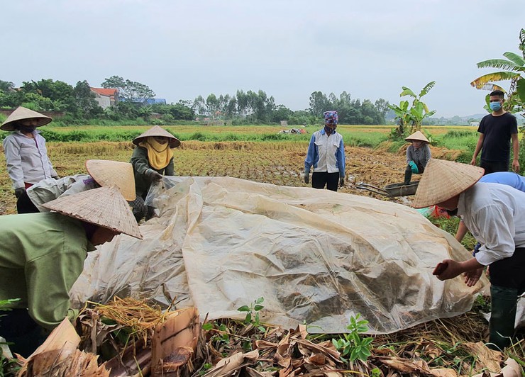 Giải pháp xử lý rơm rạ sau thu hoạch thành phân bón hữu cơ: Lợi ích kép cho nông dân và môi trường- Ảnh 4.