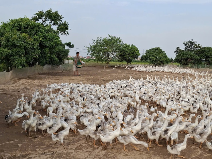 Anh Nhữ Tiến Sỹ - làm giàu từ ruộng bỏ hoang- Ảnh 2.