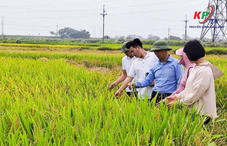 Ban Quản lý dự án đầu tư - Hạ tầng xã Kiều Phú tiến hành nghiệm thu diện tích sản xuất nông nghiệp thực tế phục vụ công tác quản lý, đặt hàng dịch vụ thủy lợi phí năm 2026- Ảnh 3.