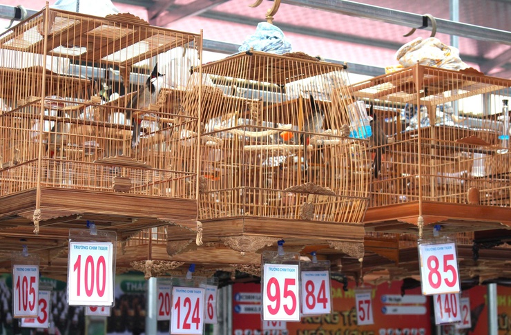 Hội thi tiếng hót chim Chào mào năm 2026: Lan tỏa thú chơi văn minh, gắn kết cộng đồng yêu chim cảnh- Ảnh 2.