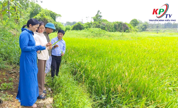 Trung tâm dịch vụ tổng hợp xã Kiều Phú kiểm tra đôn đốc thu hoạch lúa xuân 2026- Ảnh 1.