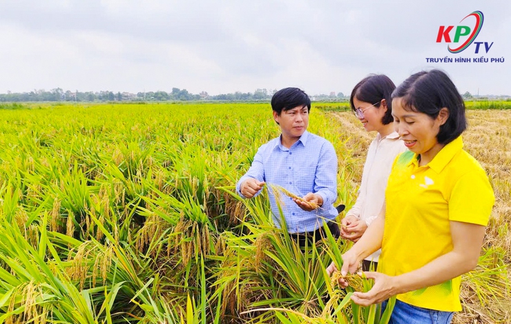 Trung tâm dịch vụ tổng hợp xã Kiều Phú kiểm tra đôn đốc thu hoạch lúa xuân 2026- Ảnh 2.