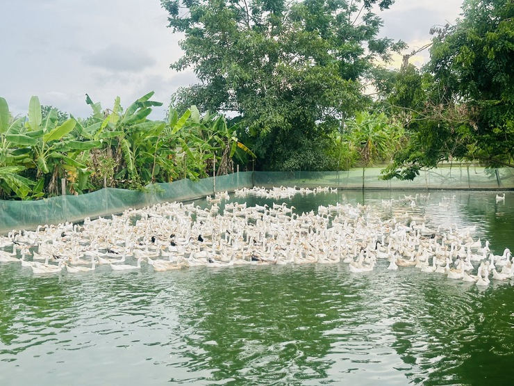 Xã Vân Đình tích cực triển khai tiêm phòng vắc xin cúm gia cầm H5N1 đợt 1 năm 2026- Ảnh 3.