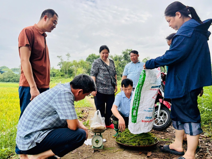 Xã Đoài Phương đánh giá kết quả sản xuất vụ Xuân năm 2026- Ảnh 1.