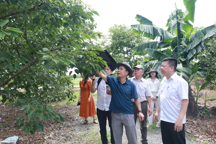 Đoàn Công tác của Sở Du lịch Hà Nội khảo sát, đánh giá tính khả thi và điều kiện đáp ứng để triển khai nhiệm vụ xây dựng sản phẩm du lịch nông nghiệp, nông thôn tại xã Minh Châu.- Ảnh 5.