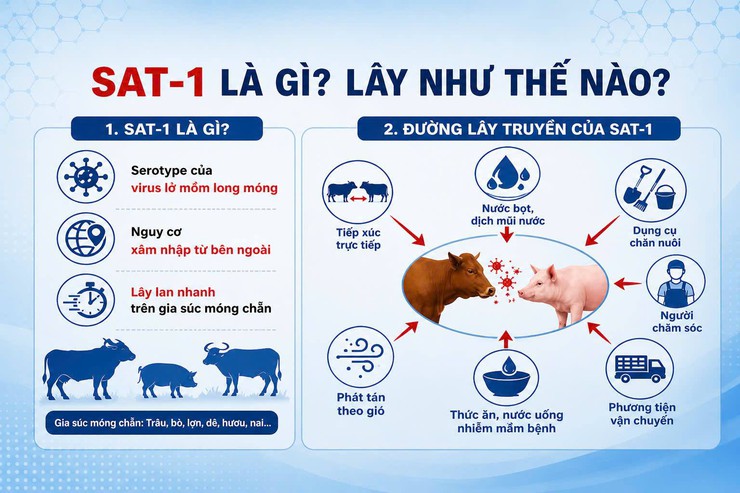 Phường Hồng Hà triển khai đồng bộ các biện pháp ngăn chặn vi rút Lở mồm long móng serotype SAT1 xâm nhập địa bàn- Ảnh 1.