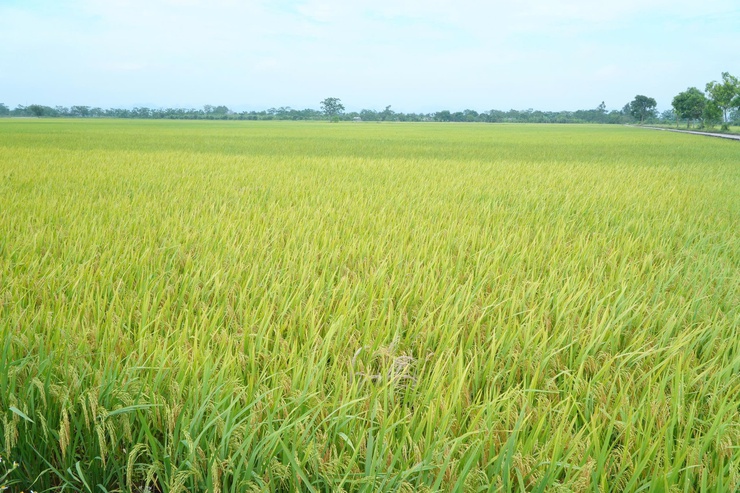 DÂN HOÀ ĐÁNH GIÁ NĂNG SUẤT, SẢN LƯỢNG CÂY TRỒNG VỤ XUÂN 2026 - Ảnh 5.