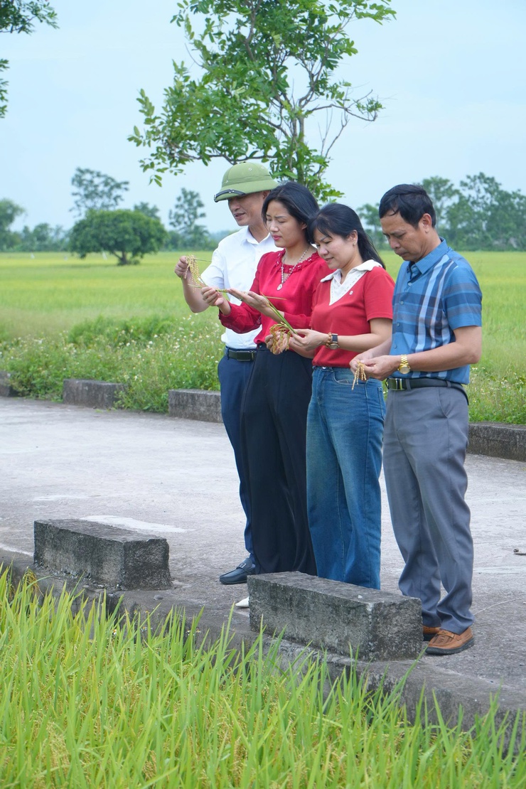 DÂN HOÀ ĐÁNH GIÁ NĂNG SUẤT, SẢN LƯỢNG CÂY TRỒNG VỤ XUÂN 2026 - Ảnh 4.