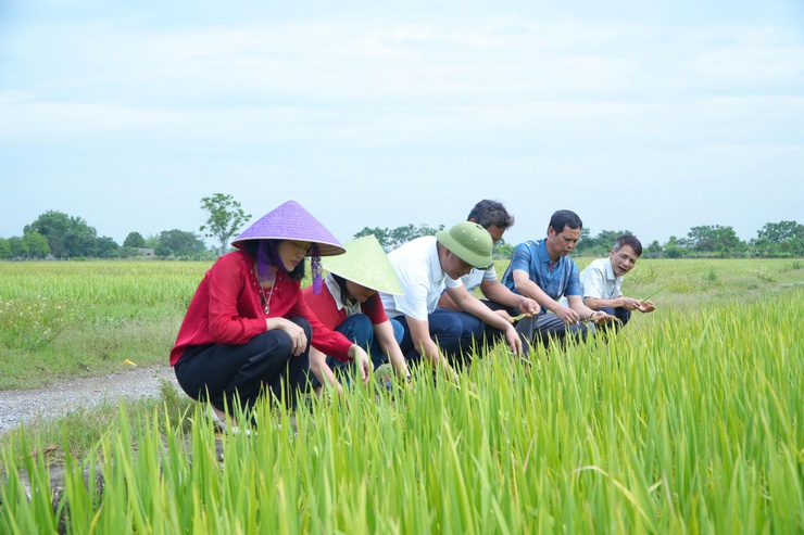 DÂN HOÀ ĐÁNH GIÁ NĂNG SUẤT, SẢN LƯỢNG CÂY TRỒNG VỤ XUÂN 2026 - Ảnh 3.