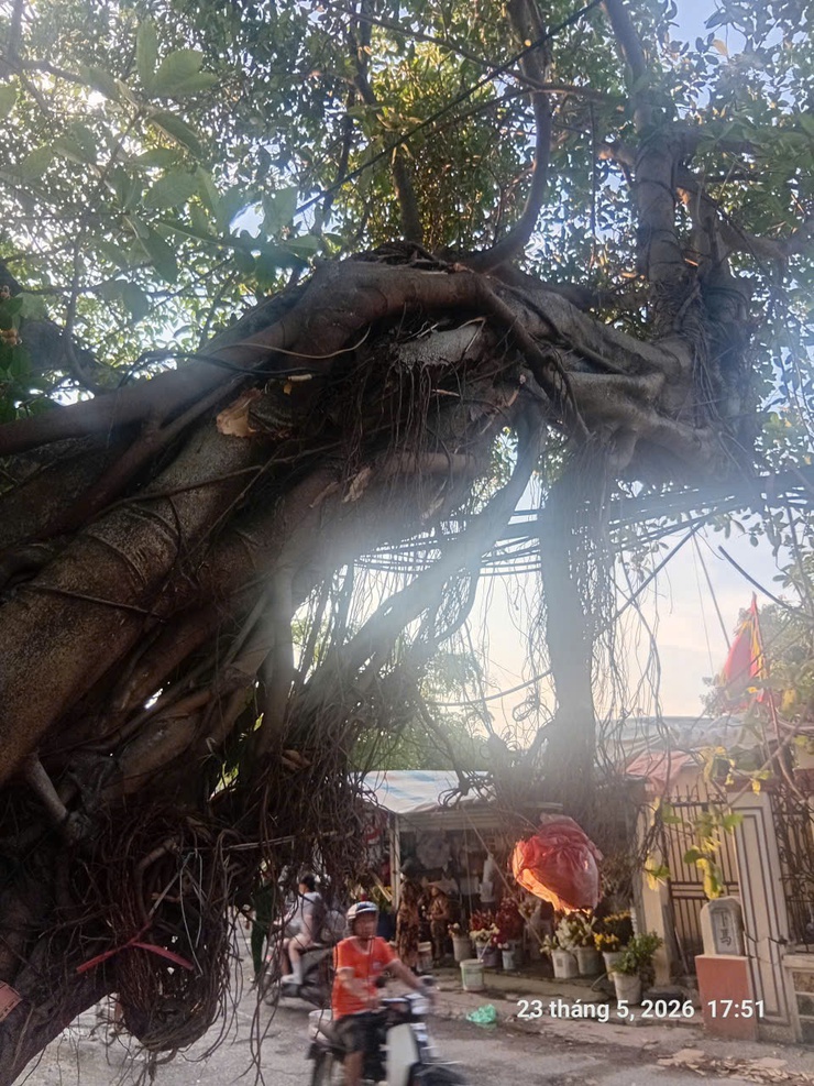 Nam Phù khẩn trương xử lý cây xanh gãy đổ trong đêm, đảm bảo an toàn giao thông tại thôn Tự Khoát- Ảnh 3.