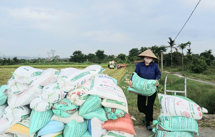  Ứng Hòa đẩy nhanh thu hoạch lúa Xuân, chủ động sản xuất vụ Mùa 2026.- Ảnh 3.