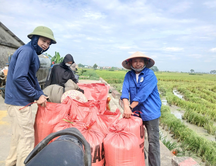  Ứng Hòa đẩy nhanh thu hoạch lúa Xuân, chủ động sản xuất vụ Mùa 2026.- Ảnh 2.