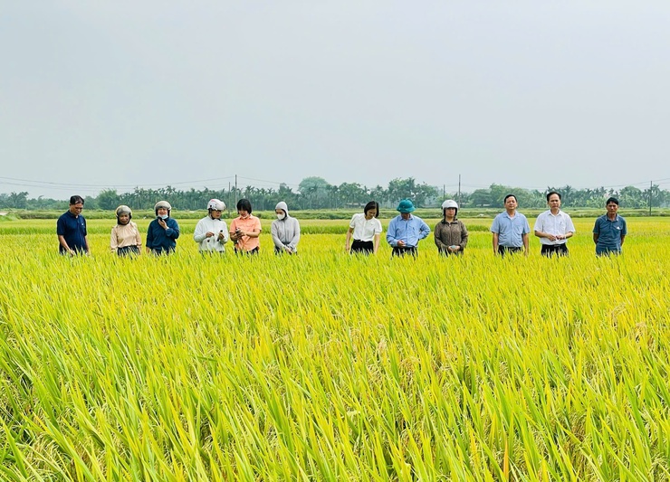 Phúc Thọ triển khai sản xuất nông nghiệp vụ Mùa gắn với vụ Đông năm 2026–2027- Ảnh 2.