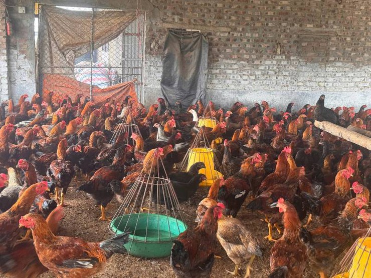 HƯỚNG DẪN BIỆN PHÁP PHÒNG CHỐNG NẮNG, NÓNG
CHO ĐÀN GIA SÚC, GIA CẦM
- Ảnh 1.
