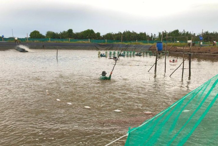 HƯỚNG DẪN MỘT SỐ BIỆN PHÁP KỸ THUẬT PHÒNG, CHỐNG NẮNG NÓNG, HẠN HẠN TRONG NUÔI TRỒNG THỦY SẢN
- Ảnh 1.