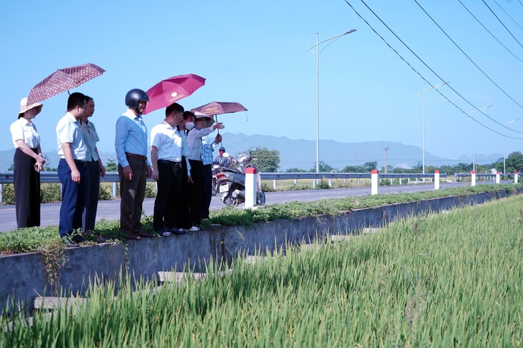 Phường Chương Mỹ đánh giá năng suất lúa vụ Xuân năm 2026, chuẩn bị sản xuất vụ Mùa- Ảnh 1.