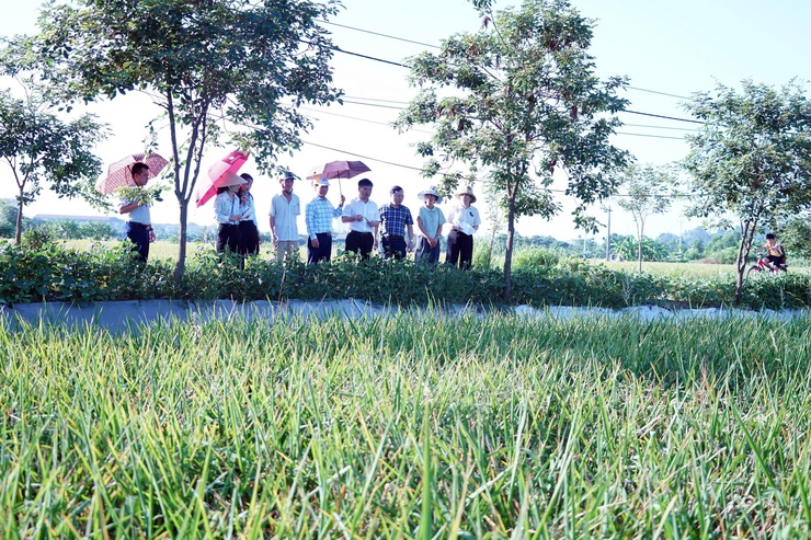 Phường Chương Mỹ đánh giá năng suất lúa vụ Xuân năm 2026, chuẩn bị sản xuất vụ Mùa- Ảnh 3.