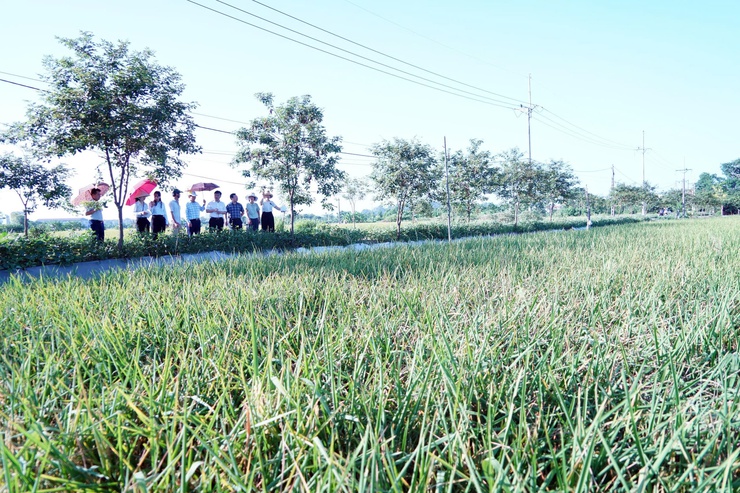 Phường Chương Mỹ đánh giá năng suất lúa vụ Xuân năm 2026, chuẩn bị sản xuất vụ Mùa- Ảnh 5.