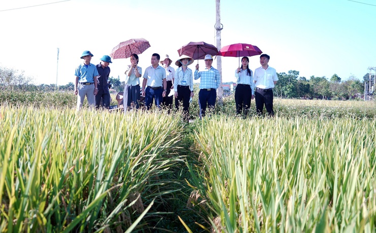 Phường Chương Mỹ đánh giá năng suất lúa vụ Xuân năm 2026, chuẩn bị sản xuất vụ Mùa- Ảnh 4.