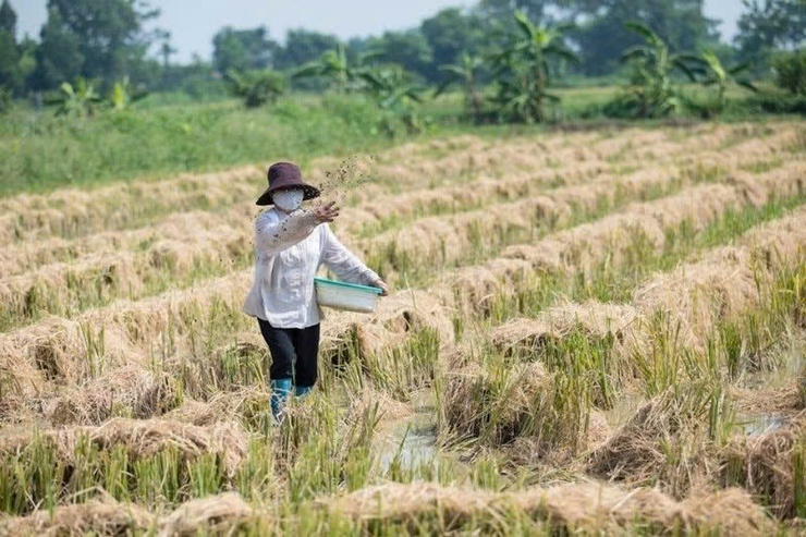Hướng dẫn thu gom, xử lý và tái sử dụng rơm rạ sau thu hoạch- Ảnh 2.