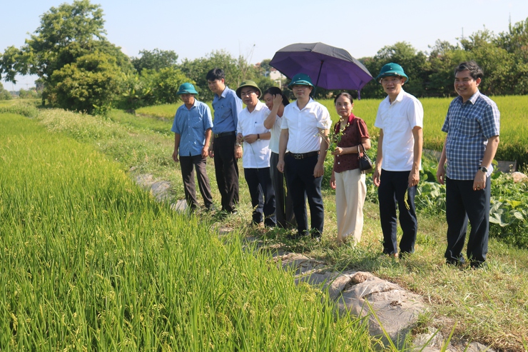 xã Hòa Phú: Hội nghị đánh giá năng suất vụ Xuân, triển khai kế hoạch sản xuất vụ Mùa năm 2026- Ảnh 1.