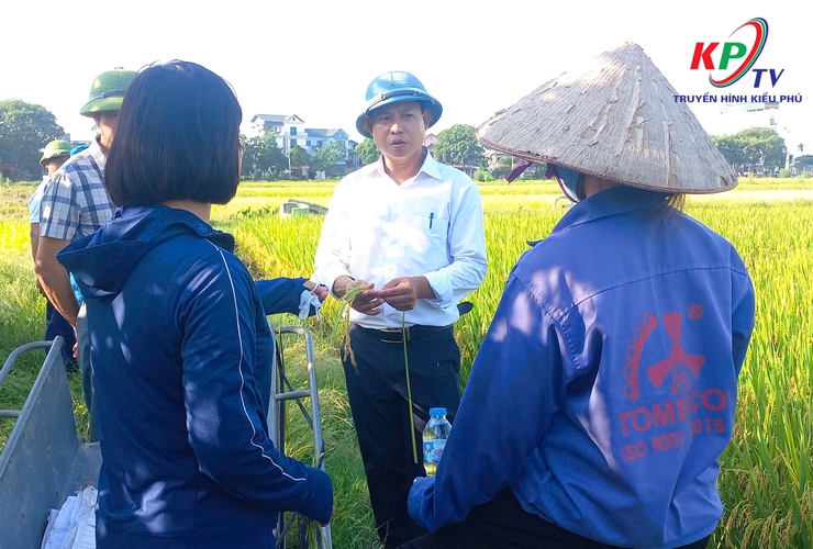 Đoàn công tác xã Kiều Phú tổ chức kiểm tra tiến độ thu hoạch lúa Xuân năm 2026- Ảnh 4.