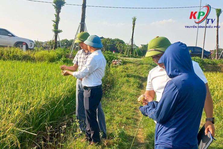 Đoàn công tác xã Kiều Phú tổ chức kiểm tra tiến độ thu hoạch lúa Xuân năm 2026- Ảnh 3.