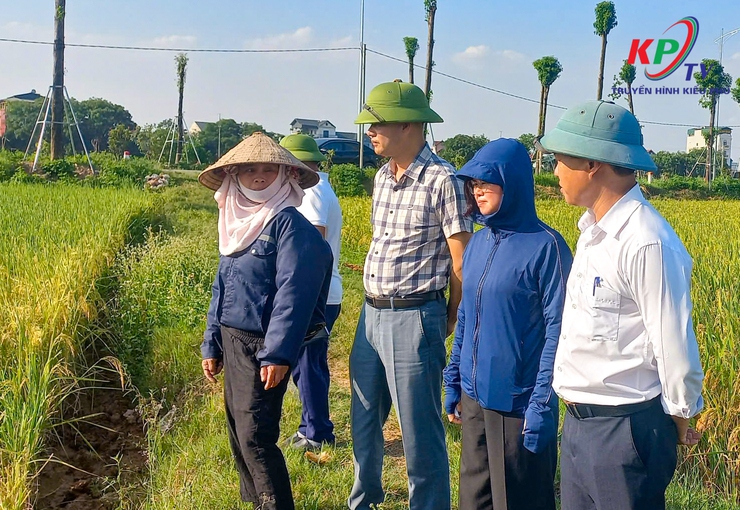 Đoàn công tác xã Kiều Phú tổ chức kiểm tra tiến độ thu hoạch lúa Xuân năm 2026- Ảnh 1.