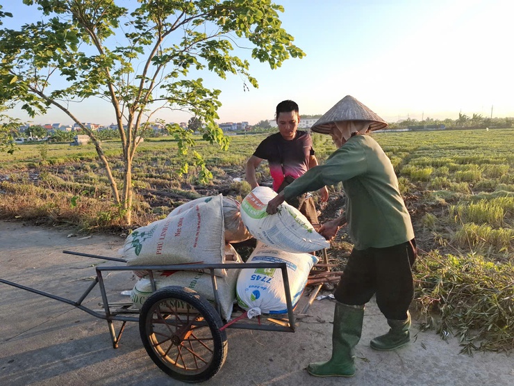 Hòa Xá thu hoạch vụ Xuân đạt 51% diện tích- Ảnh 4.