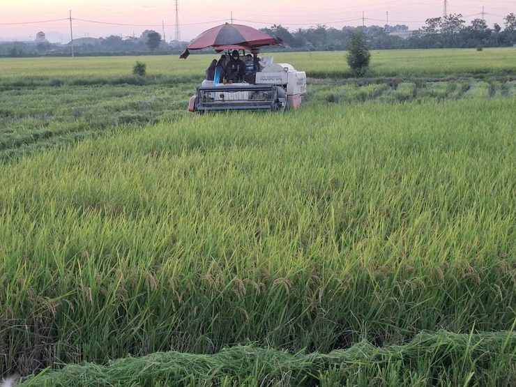Hòa Xá thu hoạch vụ Xuân đạt 51% diện tích- Ảnh 1.