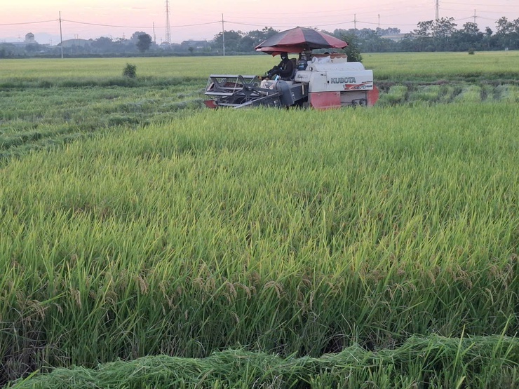 Hòa Xá thu hoạch vụ Xuân đạt 51% diện tích- Ảnh 3.