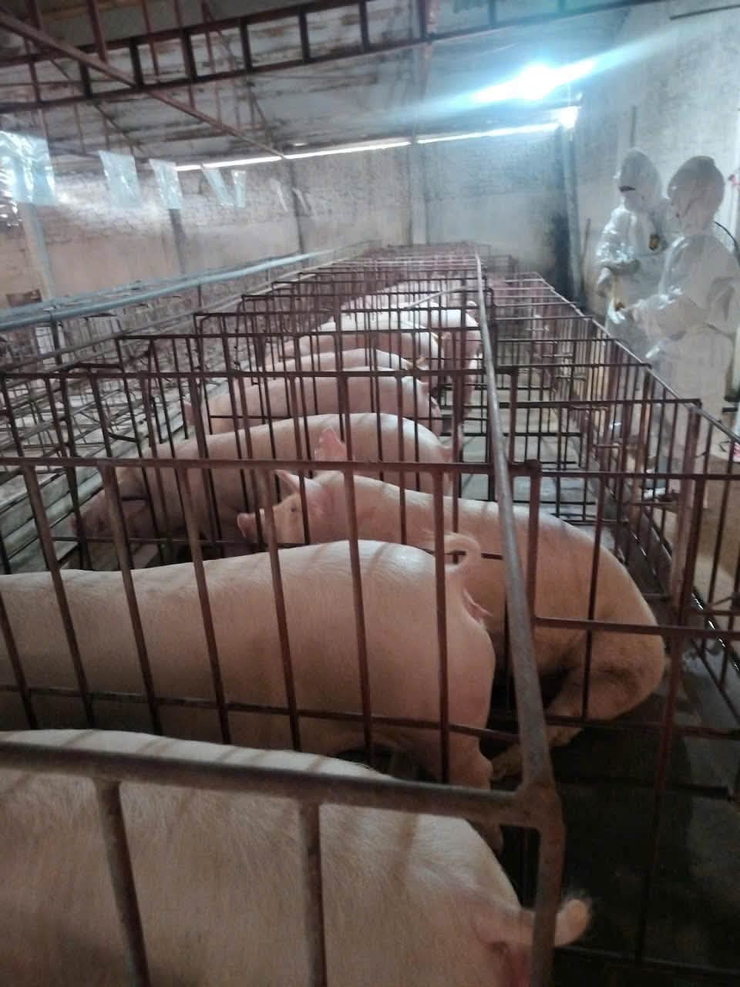 XÃ BA VÌ THỰC HIỆN LẤY MẪU GIÁM SÁT SAU TIÊM PHÒNG VẮC XIN LỞ MỒM LONG MÓNG ĐỢT 1 NĂM 2026- Ảnh 1.