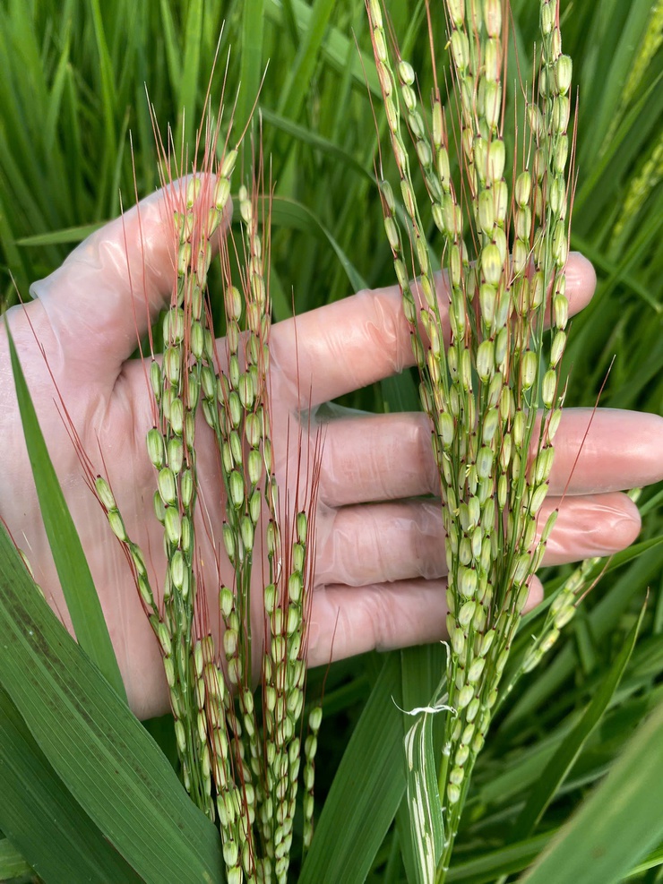 Chủ động phòng, trừ lúa cỏ trên đồng ruộng- Ảnh 2.