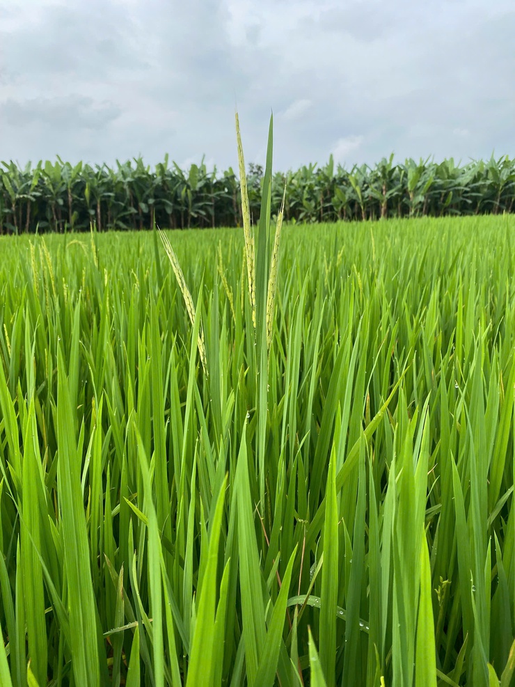 Chủ động phòng, trừ lúa cỏ trên đồng ruộng- Ảnh 1.