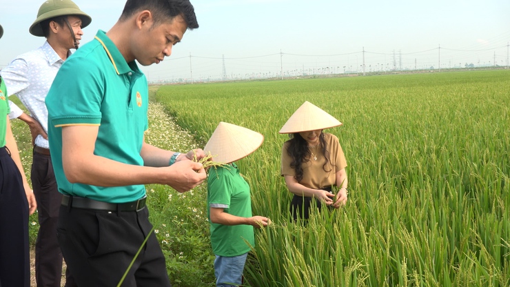 Mô hình "cánh đồng sạch" tại Thanh Oai- Ảnh 4.