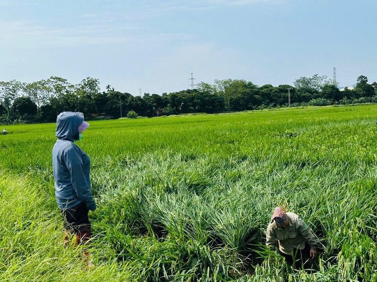 Hướng dẫn chăm sóc và phòng trừ sâu bệnh hại cây trồng sau mưa giông- Ảnh 2.