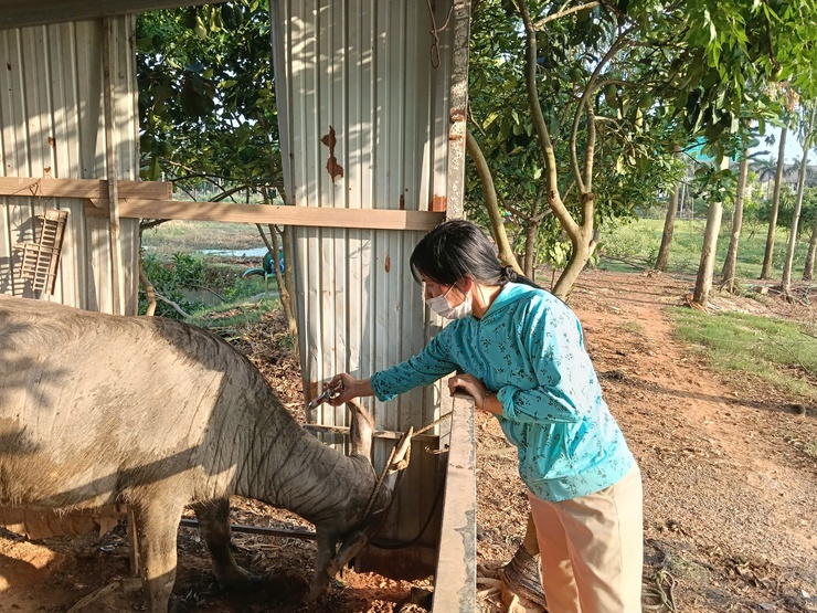 QUỐC OAI CHỦ ĐỘNG NGĂN CHẶN NGUY CƠ XÂM NHẬP VIRUS LỞ MỒM LONG MÓNG SEROTYPE SAT 1- Ảnh 3.
