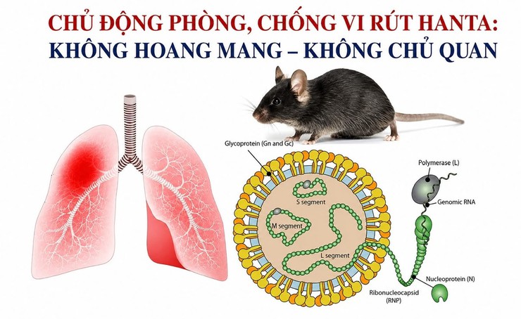 Cảnh báo nguy cơ vi rút Hanta: Chủ động phòng bệnh, không hoang mang