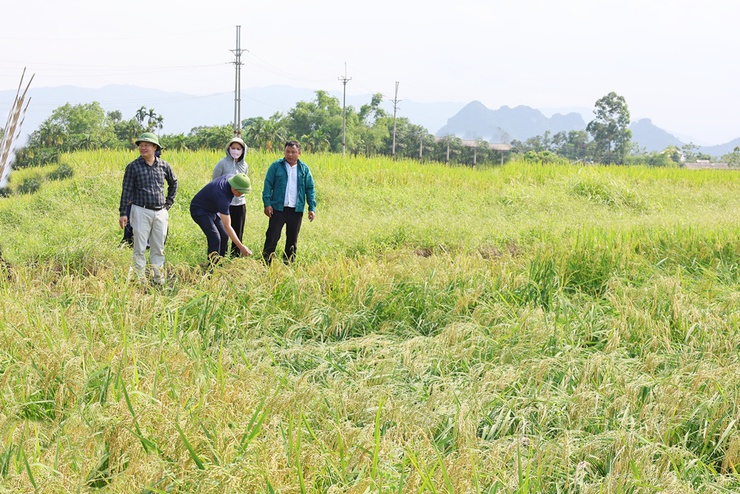 Đồng chí Chủ tịch UBND xã Nguyễn Anh Đức cùng các ngành kiểm tra, đánh giá tình hình thiệt hại của lúa và rau màu vụ Xuân bị ảnh hưởng mưa dông- Ảnh 1.