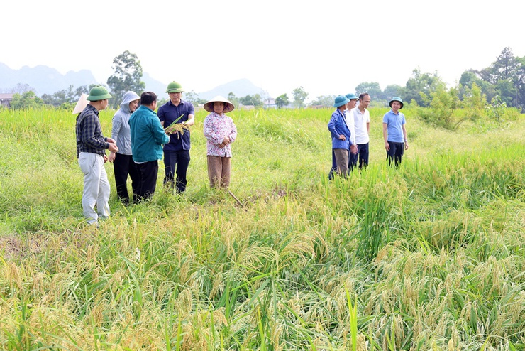 Đồng chí Chủ tịch UBND xã Nguyễn Anh Đức cùng các ngành kiểm tra, đánh giá tình hình thiệt hại của lúa và rau màu vụ Xuân bị ảnh hưởng mưa dông- Ảnh 2.