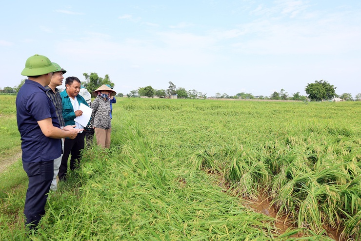 Đồng chí Chủ tịch UBND xã Nguyễn Anh Đức cùng các ngành kiểm tra, đánh giá tình hình thiệt hại của lúa và rau màu vụ Xuân bị ảnh hưởng mưa dông- Ảnh 3.