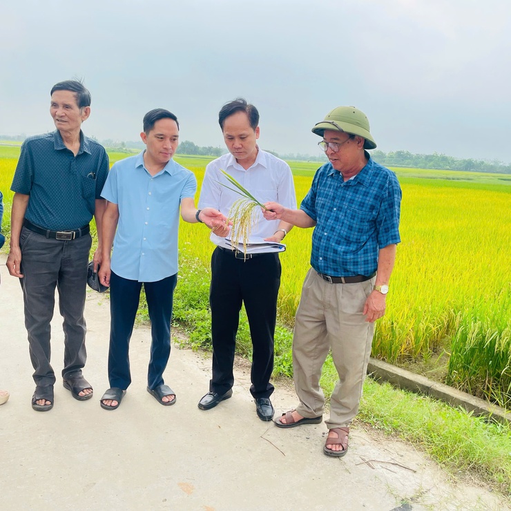 Xã Phúc Thọ nghiệm thu năng suất vụ Xuân năm 2026- Ảnh 4.