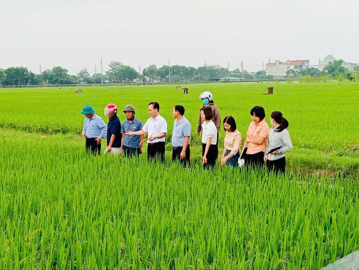 Xã Phúc Thọ nghiệm thu năng suất vụ Xuân năm 2026- Ảnh 3.