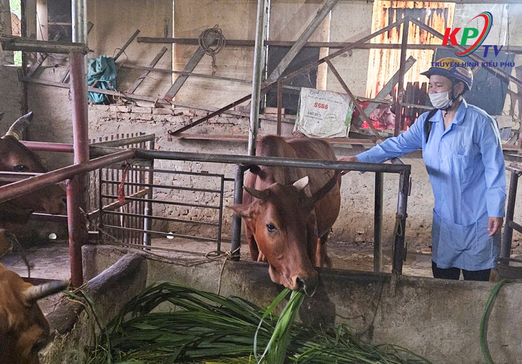 Trung tâm dịch vụ tổng hợp xã Kiều Phú khuyến cáo hộ chăn nuôi chủ động phòng ngừa bệnh lở mồm long móng cho đàn vật nuôi.- Ảnh 2.