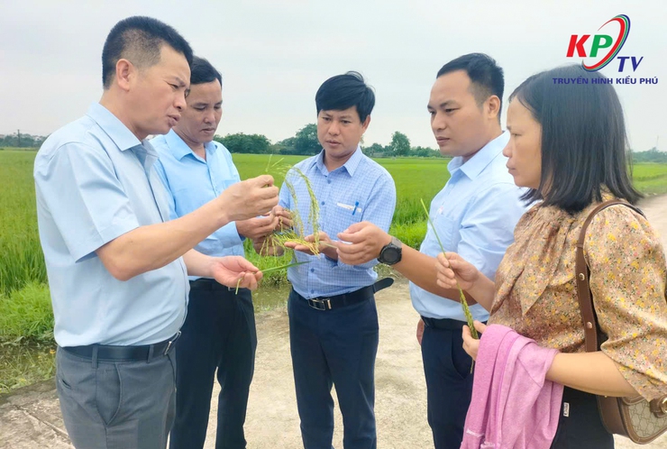 Xã Kiều Phú tổ chức thăm đồng, đánh giá năng suất vụ Xuân 2026- Ảnh 4.