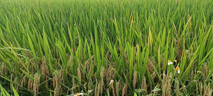 Vĩnh Thanh triển khai hướng dẫn sản xuất trồng trọt vụ Mùa năm 2026- Ảnh 4.
