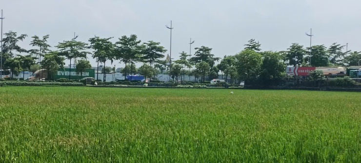 Vĩnh Thanh triển khai hướng dẫn sản xuất trồng trọt vụ Mùa năm 2026- Ảnh 2.