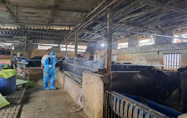 Triển khai công tác vệ sinh, khử trùng, tiêu độc và phun diệt ruồi sau tiêm phòng đại trà đợt 1 năm 2026- Ảnh 6.